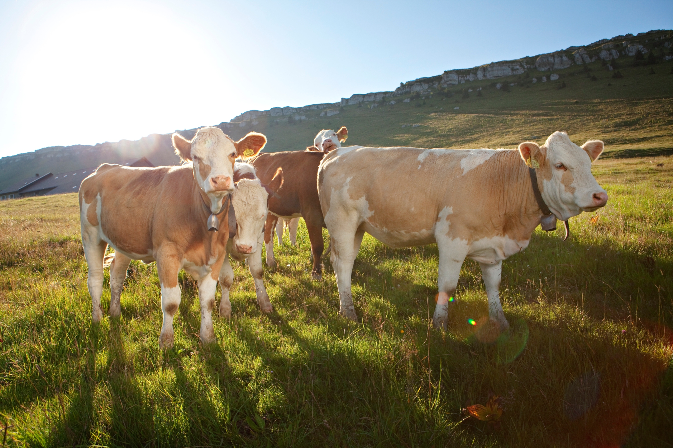 Recherche médecine bovine