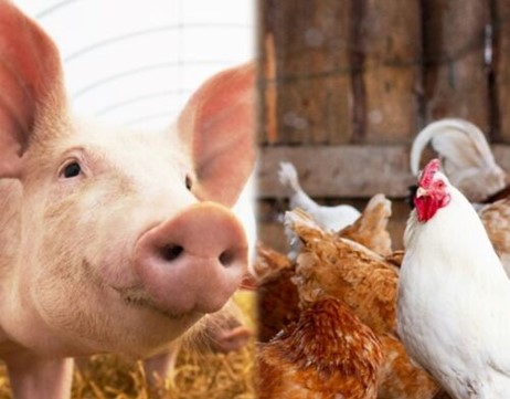 Affouragement de protéines animales transformées à la volaille et aux porcs
