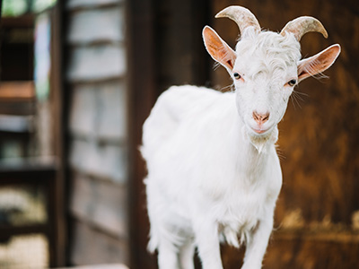 Recherche sur les petits ruminants, les camélidés du Nouveau Monde et les cervidés