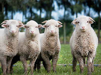 Services de santé animale 