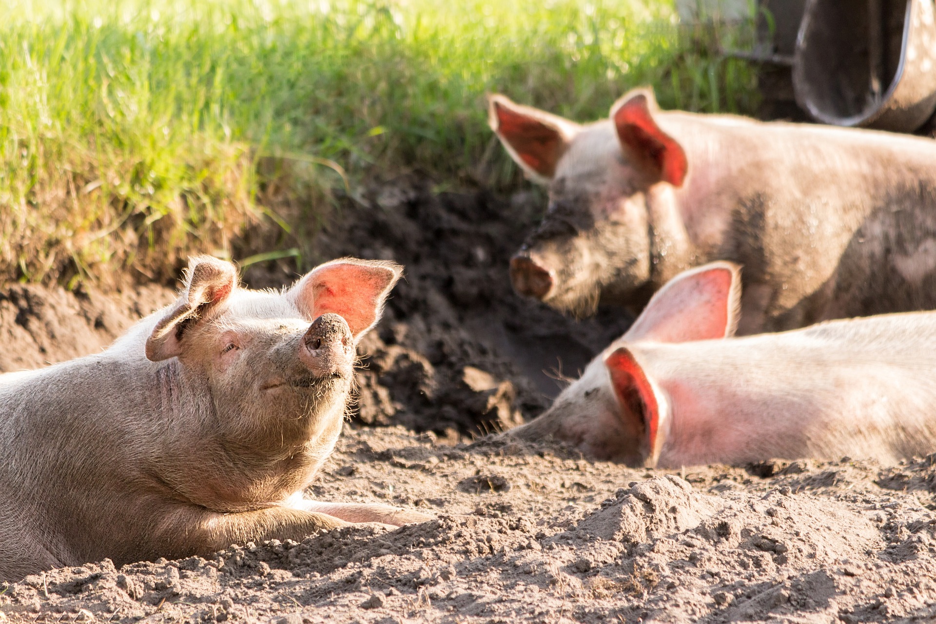 Recherche médecine porcine